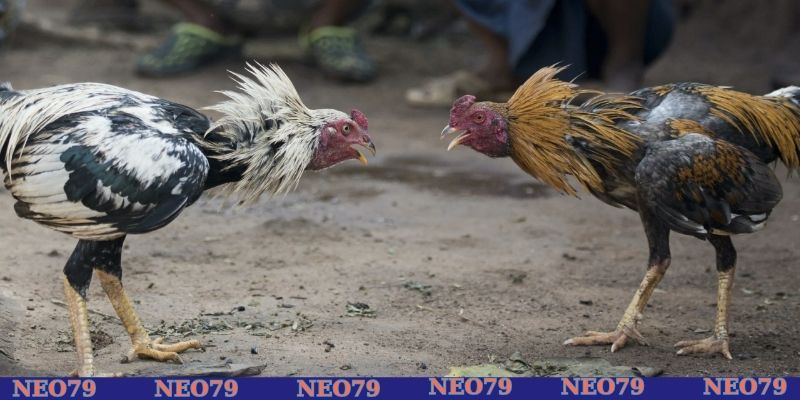 Các mẹo chơi đá gà hiệu quả