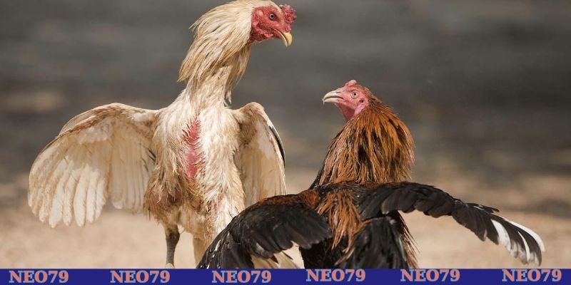 Tránh các loại kèo cao bất thường