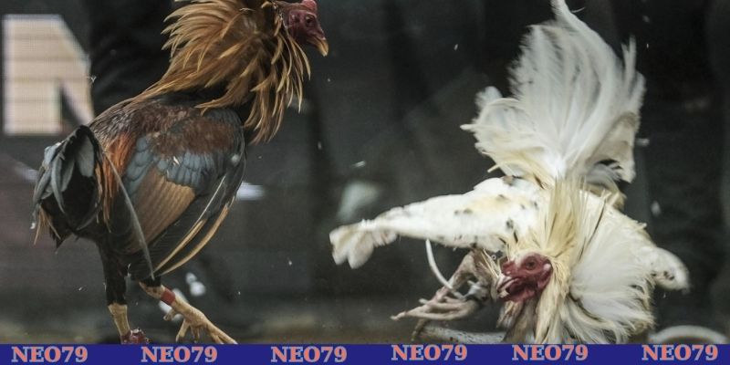 Xem xét sự chênh lệch về thể trạng của gà